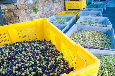 Zeytin hasat zamanı