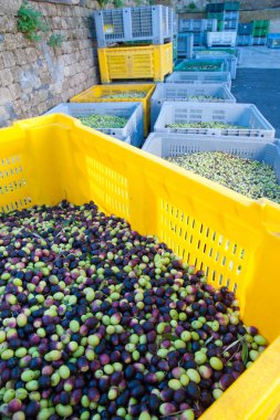 Zeytin hasat zamanı