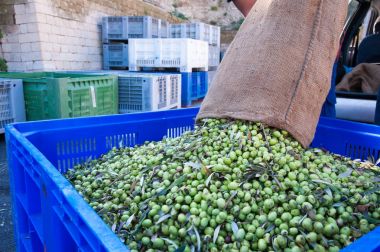 Zeytin hasat zamanı
