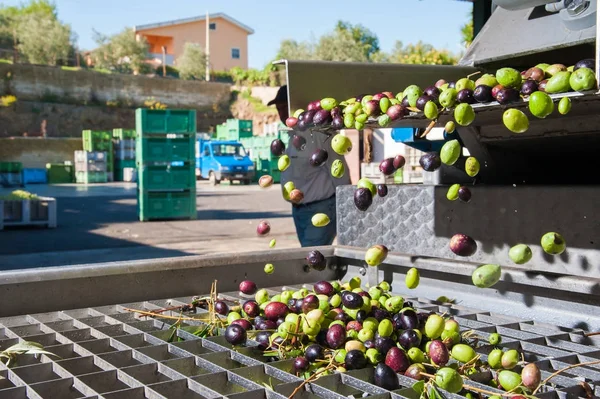Fase de limpieza del olivo — Foto de Stock
