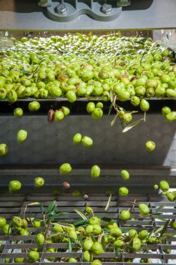 Zeytin Temizleme aşaması