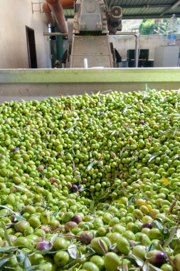 Zeytin yağı yapımı