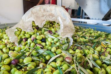 Zeytin hasat zamanı