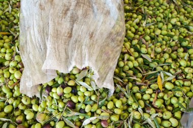 Zeytin hasat zamanı