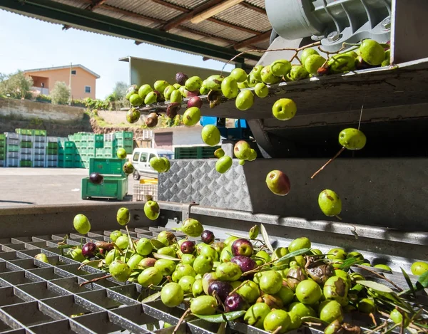 Zeytin Temizleme aşaması — Stok fotoğraf