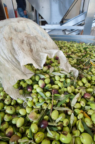 Tiempo de cosecha de aceitunas — Foto de Stock