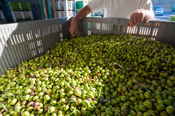 Tiempo de cosecha de aceitunas — Foto de Stock