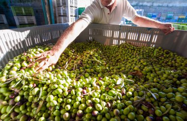 Zeytin hasat zamanı