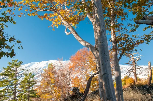 Monte etna parque — Fotografia de Stock