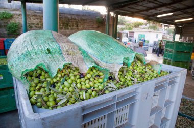 Zeytin hasat zamanı