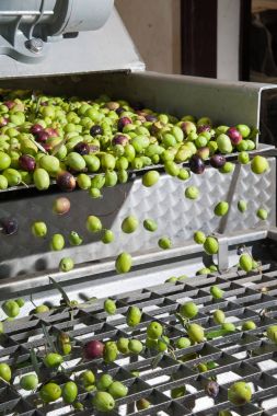 Zeytin Temizleme aşaması