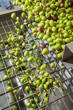 Zeytin Temizleme aşaması