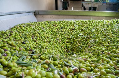 Zeytin yağı yapımı