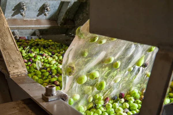 Fase de lavado del olivo — Foto de Stock