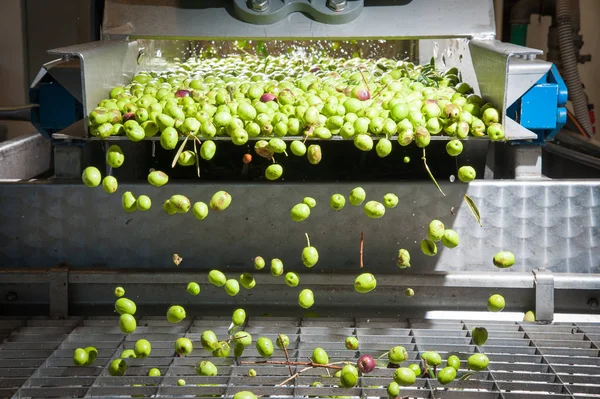 Fase de limpieza del olivo — Foto de Stock