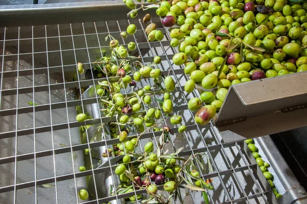 Fase de limpieza del olivo —  Fotos de Stock