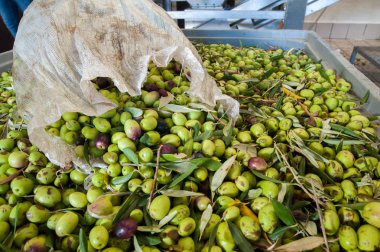 Zeytin hasat zamanı