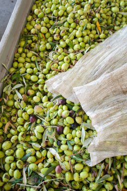 Zeytin hasat zamanı