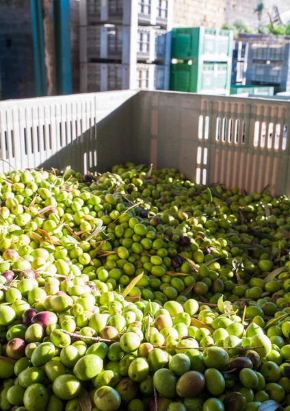 Tiempo de cosecha de aceitunas — Foto de Stock