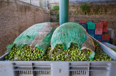 Zeytin hasat zamanı