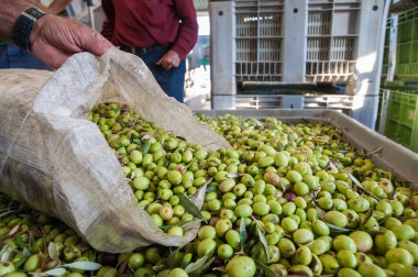 Zeytin hasat zamanı