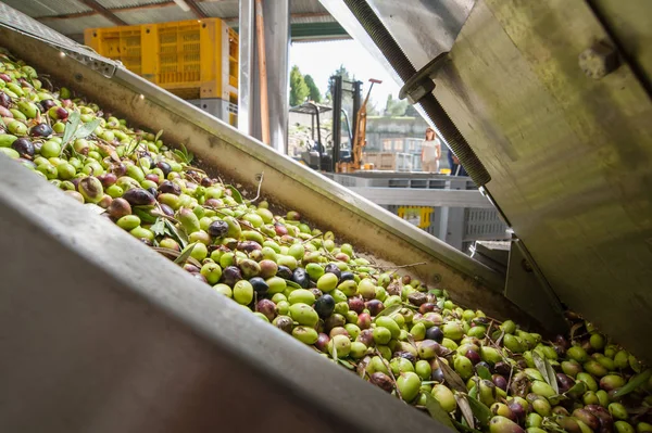 Tiempo de cosecha de aceitunas — Foto de Stock