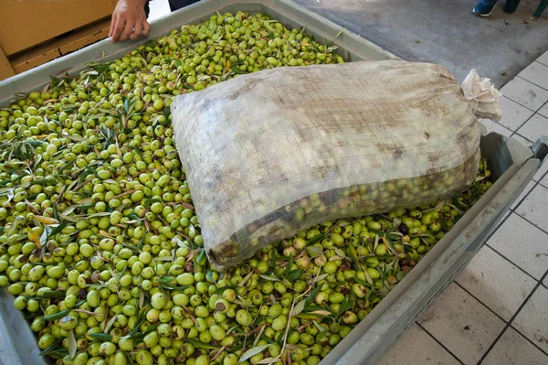 Tiempo de cosecha de aceitunas — Foto de Stock