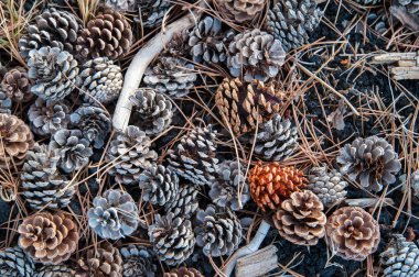 Düşmüş koni çam 