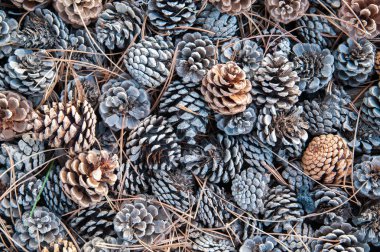 Düşmüş koni çam 