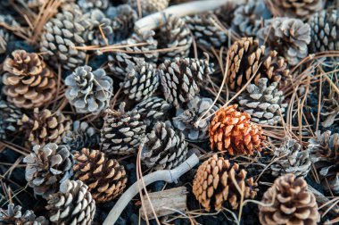 Düşmüş koni çam 