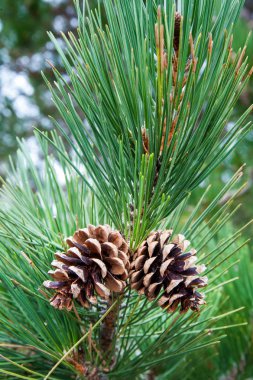 Koni çam ağacı üzerinde