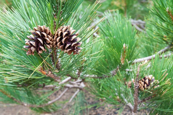 Cone pines on tree — Stock Photo, Image