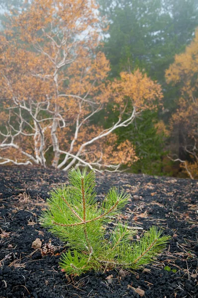 Paisagens etna — Fotografia de Stock