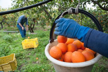 Beyaz sepet dolu tarocco az hasat mevsiminde portakal aldım