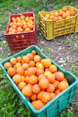 Tam bir portakal bahçesinde hasat mevsiminde Sicilya tarocco portakal renkli meyve kutuları