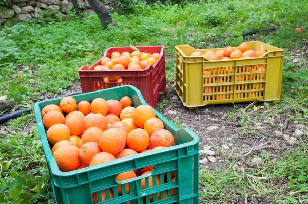 在西西里岛的收获季节 在橙树丛中满是塔罗科橘子的彩色水果盒 — 图库照片
