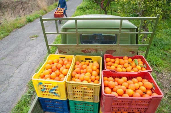 Boîtes Fruits Colorés Pleines Oranges Tarocco Dans Une Orangeraie Pendant — Photo