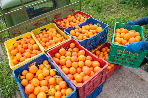 Färgade Fruktlådor Fulla Tarocco Apelsiner Apelsinlund Skördesäsongen Sicilien — Stockfoto