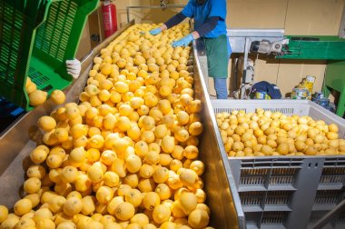 Yellow lemons of the variety Femminello Siracusano being loaded in a conveyor belt for the initial phase of their working cycle clipart