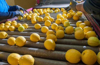 Limon çeşitliliği, Femminello Siracusano konveyör üzerinde bir üretim hattı kemer el ile reddetme