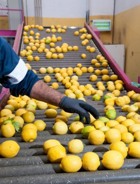 Limon çeşitliliği, Femminello Siracusano konveyör üzerinde bir üretim hattı kemer el ile reddetme