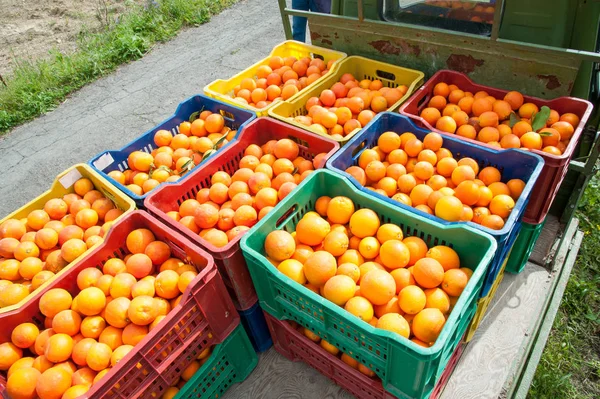 Colored Fruit Boxes Full Tarocco Oranges Orange Grove Harvest Season — Stock Photo, Image