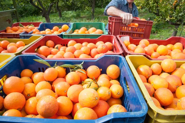 Cajas Frutas Colores Llenas Naranjas Tarocco Naranjal Durante Temporada Cosecha — Foto de Stock