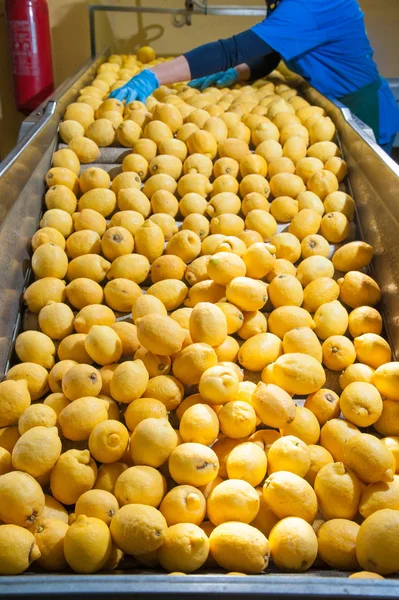 El funcionamiento de los limones —  Fotos de Stock