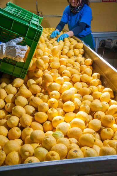 Limones Amarillos Variedad Femminello Siracusano Cargados Cinta Transportadora Para Fase —  Fotos de Stock