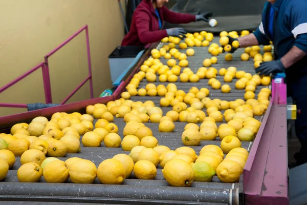 Limones Amarillos Variedad Femminello Siracusano Cinta Transportadora Tras Selección Manual —  Fotos de Stock