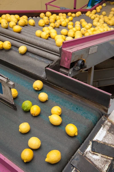 Limones Amarillos Variedad Femminello Siracusano Cinta Transportadora Tras Selección Manual — Foto de Stock