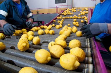 Limon çeşitliliği, Femminello Siracusano konveyör üzerinde bir üretim hattı kemer el ile reddetme