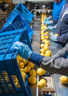 Modern bir üretim hattı ambalaj aşama için limon Femminello Siracusano bir Konveyör bant üzerinde düzenleme işçileri