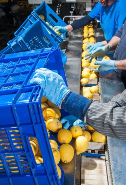 Modern bir üretim hattı ambalaj aşama için limon Femminello Siracusano bir Konveyör bant üzerinde düzenleme işçileri